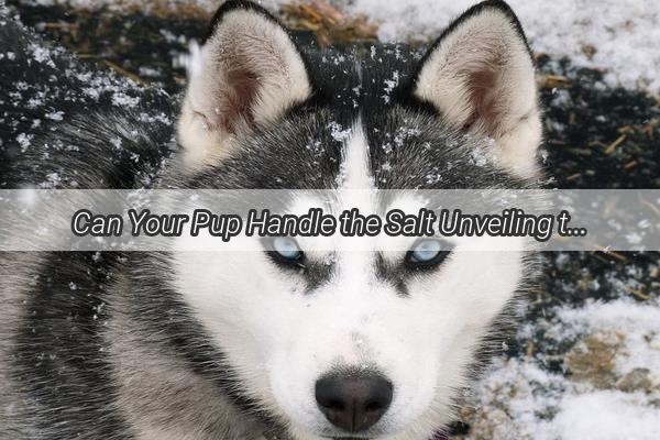 Can Your Pup Handle the Salt Unveiling the Truth About Dogs and Salt